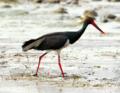 Black Stork (Ciconia nigra)